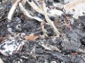 Wohnwagen ausgebrannt Koeln Muelheim Muelheimer Ring Piccoloministr P054